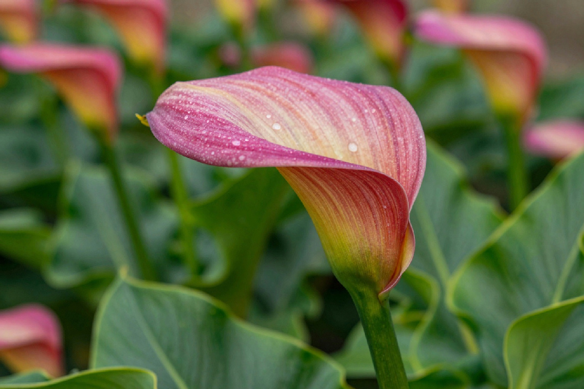 Stelo della calla piegato a metà: un fenomeno naturale che racconta la forza della vita nel tuo giardino