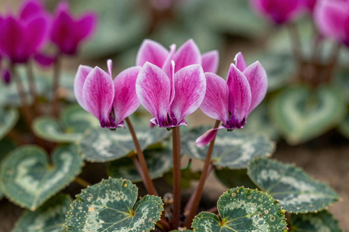 Ciclamino in difficoltà: il rimedio per il gambo molliccio afflitto dalla botrite aerea