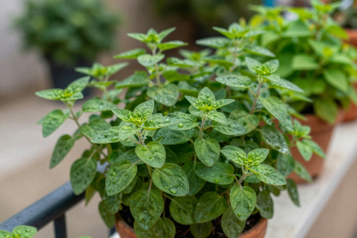 Far fiorire l'origano cubano sul balcone: il segreto per un giardino rigoglioso e profumato