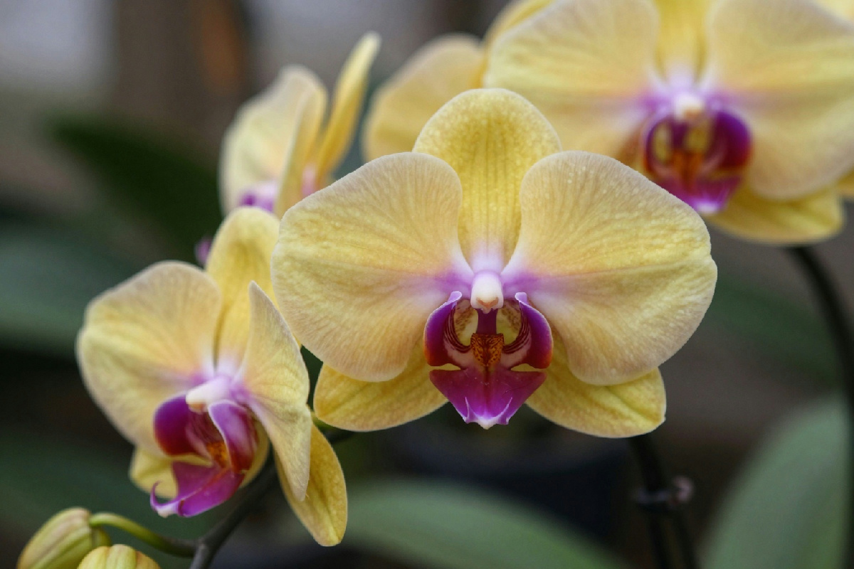 Fiori abbassati dell'orchidea cymbidium: il trucco per una fioritura rigogliosa e duratura nel tuo appartamento