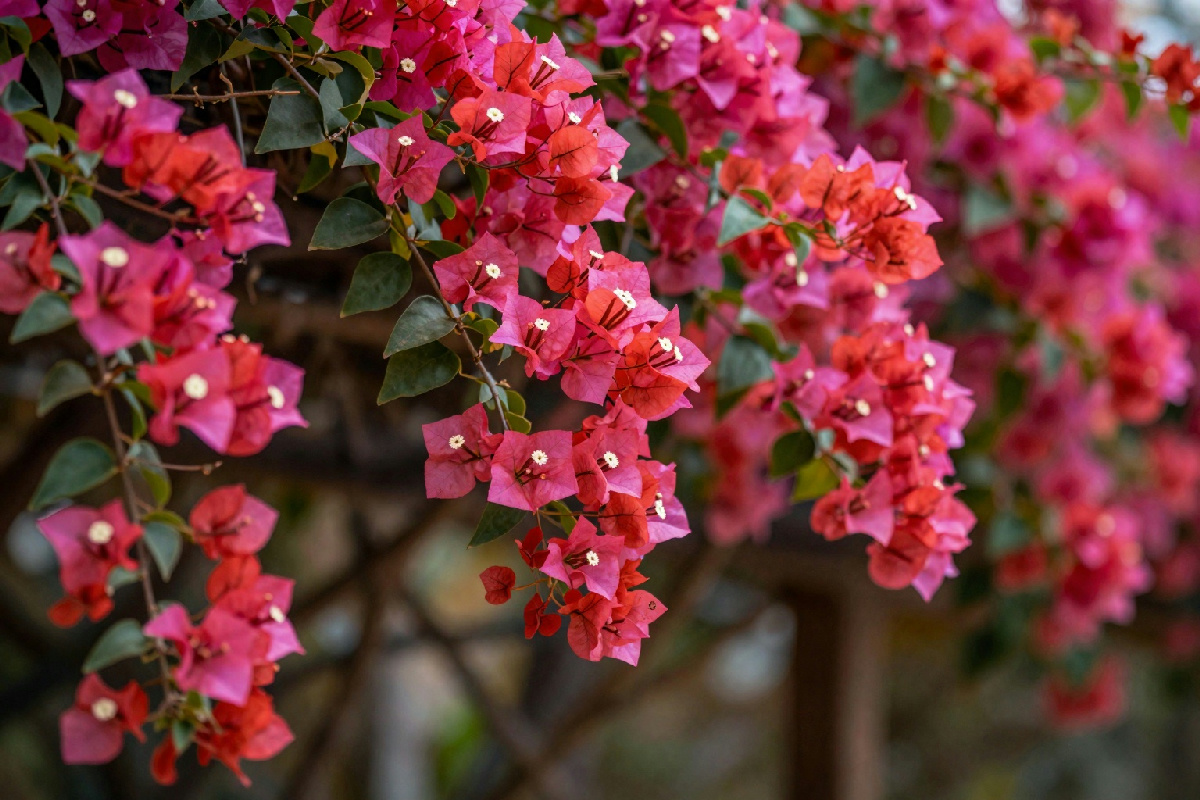 Bougainvillea: il segreto per una fioritura eccezionale che renderà il tuo giardino un angolo di paradiso