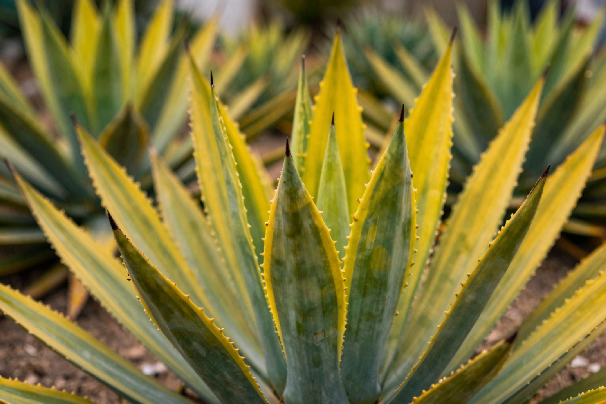 Agavi: piante iconiche e versatili nei giardini mediterranei e nelle aiuole ornamentali