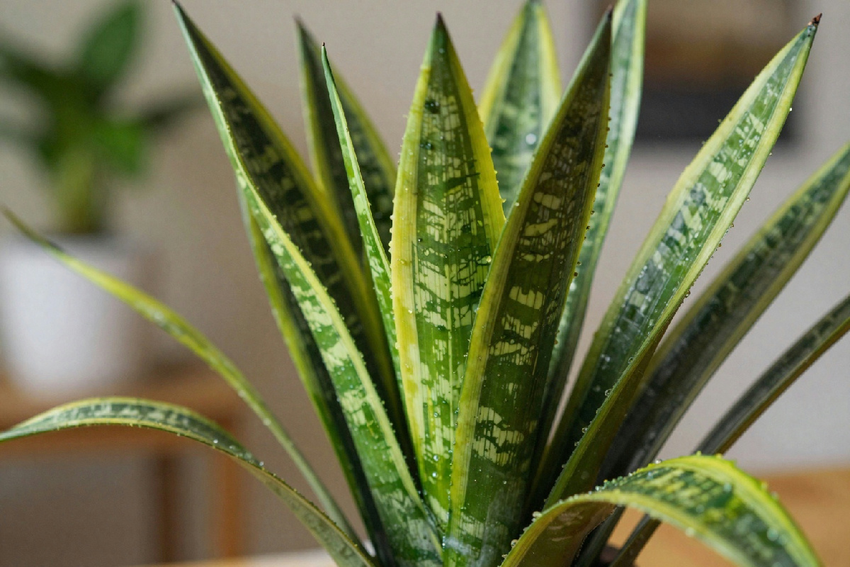 Cosa fare se le foglie della sansevieria cadono lateralmente una dopo l'altra