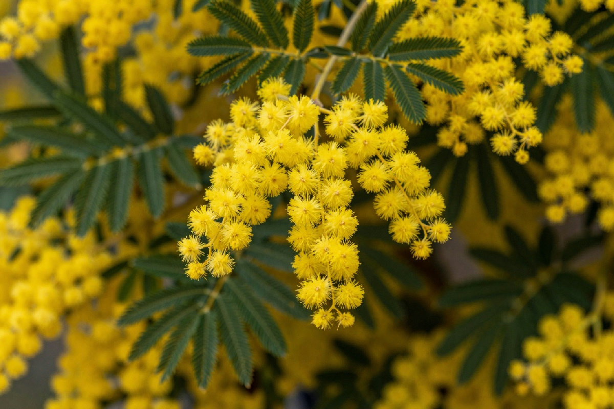 Cosa provoca il cambiamento di colore delle foglie in una pianta di mimosa e come rimediare?