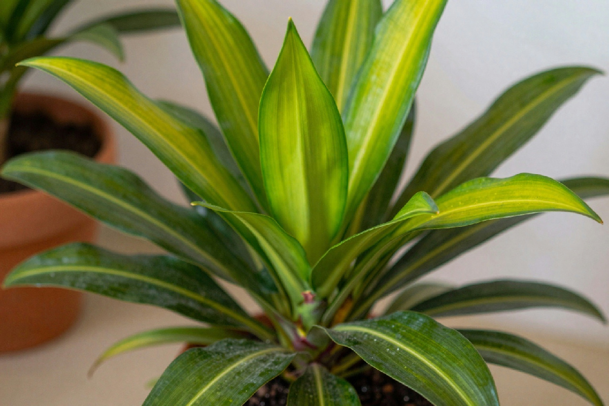 Il tronchetto della felicità può fiorire anche se non l'ha mai fatto in passato