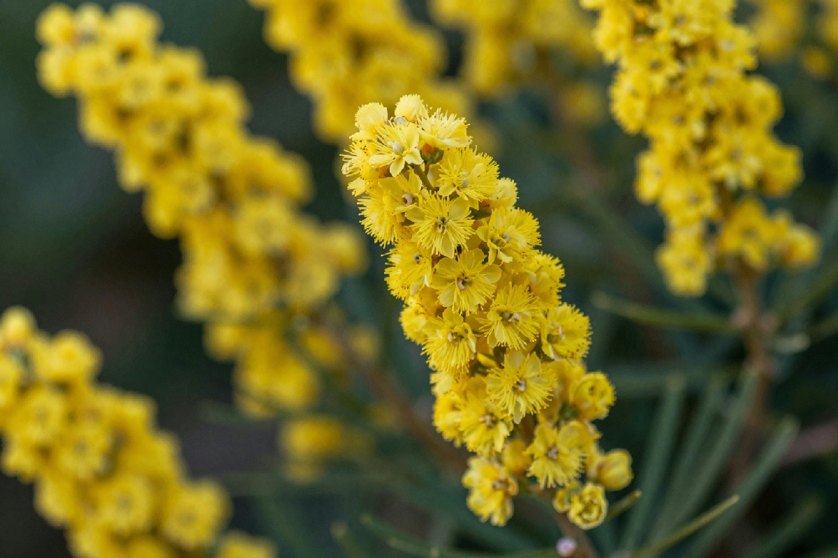 Mimosa delle 4 stagioni: i segreti dell’Acacia retinoides e le sue caratteristiche uniche