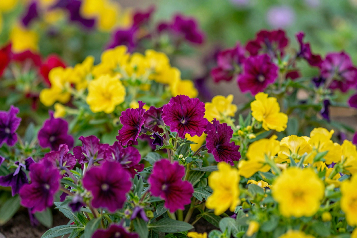 9 Perenni da Piantare per Chi Ha Poco Tempo e Vuole un Giardino Sempre Verde